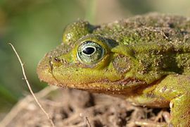 Poelkikker van Frank Heinen