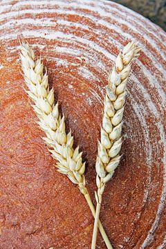 Loaf of bread and ears of corn by SusaZoom