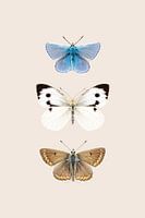 English Butterlies 2