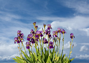 Iris Ensata (Japanse iris) in witte wolkenlucht