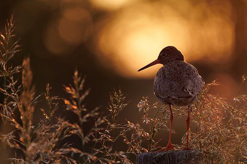 Common redshank in golden hour, Haagse Beemden Breda
