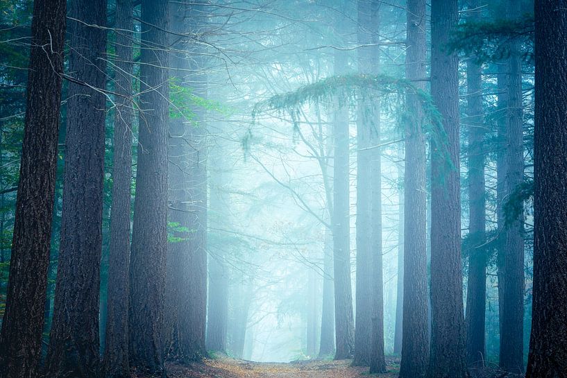 Vor der Morgendämmerung von Koen Boelrijk Photography