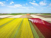 Tulpen in een veld besproeid door een waterkanon van Sjoerd van der Wal Fotografie thumbnail