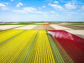 Tulipes dans un champ arrosé par un arroseur agricole sur Sjoerd van der Wal Photographie