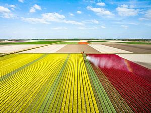 Tulpen auf einem mit einem landwirtschaftlichen Sprinkler besprühten Feld