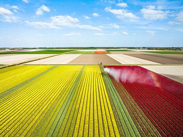 Tulips in a field sprayed by an agricultural sprinkler by Sjoerd van der Wal Photography