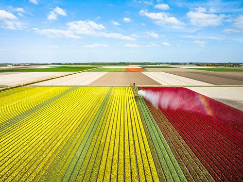 Tulpen in een veld besproeid door een waterkanon