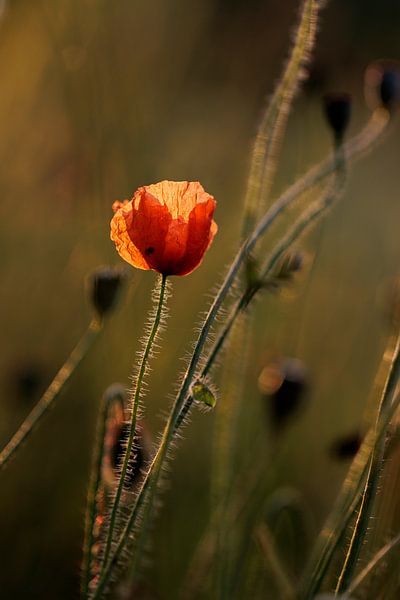 golden hour by ton vogels