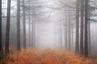 Mist in het Roekelse bos par Dennis van de Water Aperçu