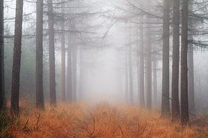 Mist in het Roekelse bos