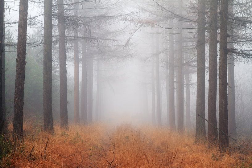 Mist in het Roekelse bos par Dennis van de Water