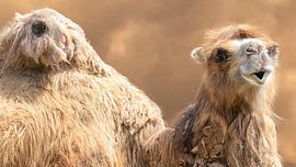 Camel by Irma Heisterkamp