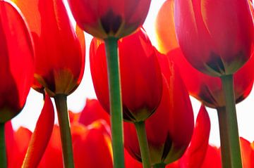 Rode tulpen van Ton de Koning