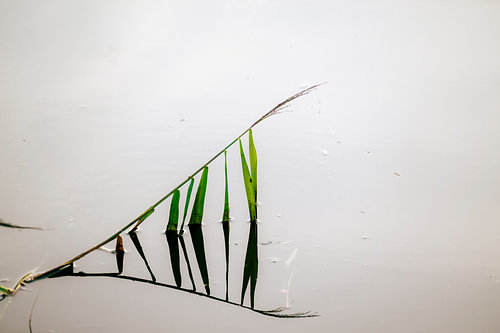 Ein Grashalm und sein Spiegelbild
