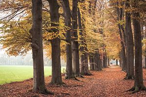 Herbstfarben im Park um Schloss Broekhuizen