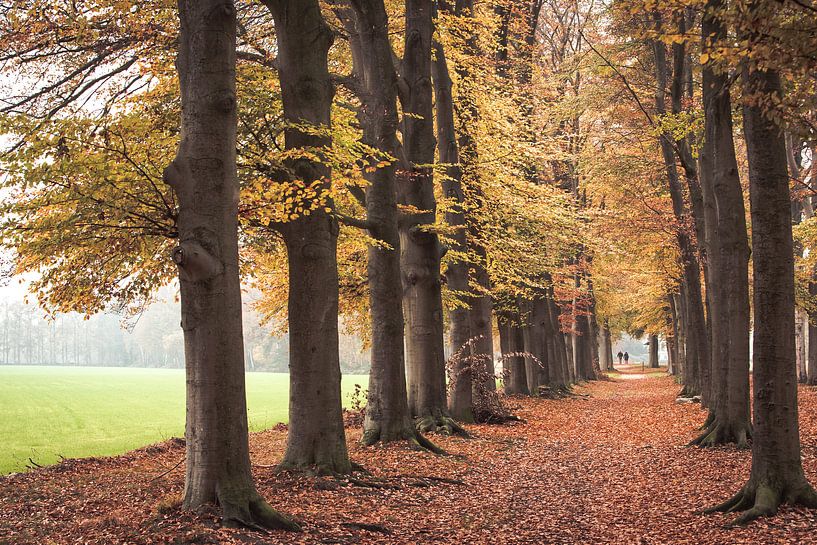 Couleurs d'automne dans le parc autour du château de Broekhuizen par Peter Haastrecht, van