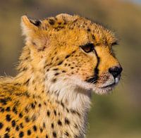 Zo snel als een Cheeta