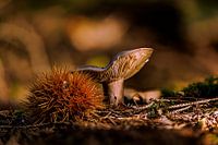 Lamellenpilz im Morgenlicht