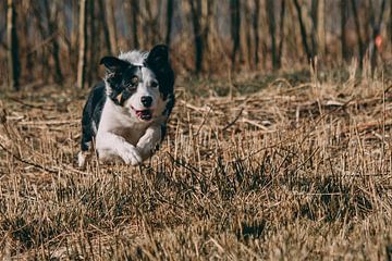 border collie #2 van Michel Swijgman