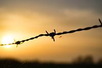 Barbed wire