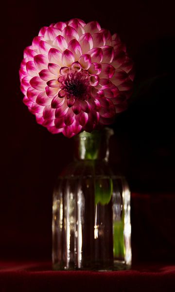 Dahlia fucsia by Henriette Tischler van Sleen