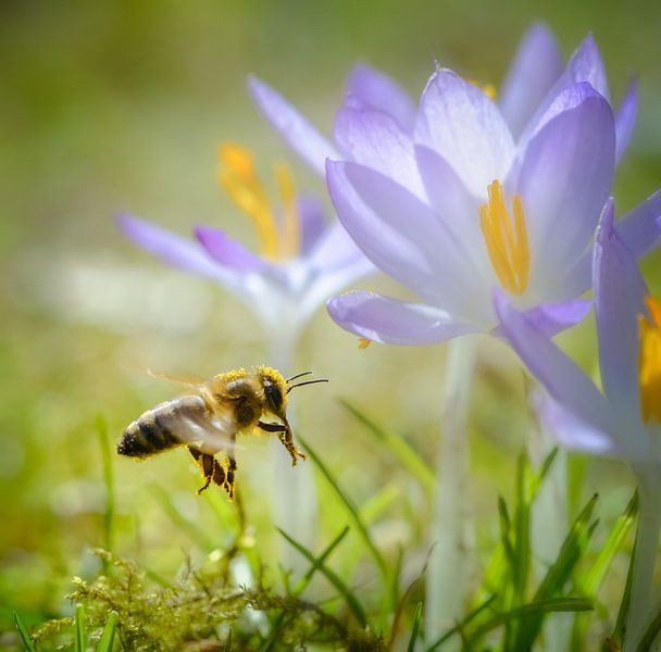 Une abeille vole vers une fleur de crocus violet par ManfredFotos