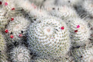 Pink flower cactus by Pictorine