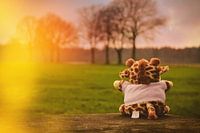 Ours en peluche dans la nature