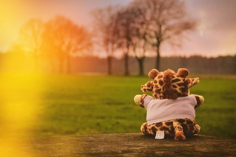 Knuddeliger Bär in freier Wildbahn von Indi Van Kuijk