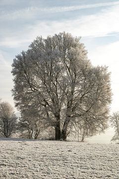 IJzige boom in winterlandschap van ViaMapia
