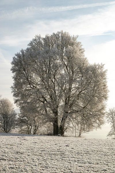 Iced tree in winter landscape by ViaMapia