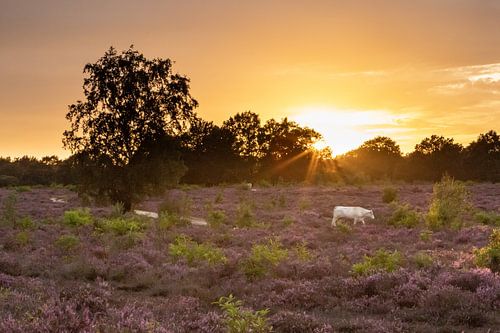 Zonsondergang op de paarse heide velden!