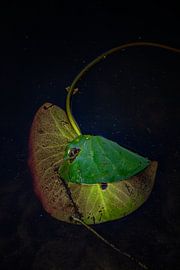 Seerose aus dem See entfernt von Alround fotograaf Minou Spits