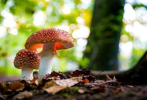Fliegenpilz mit Licht im Herbstwald