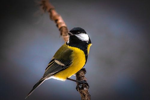 little tit on a branch