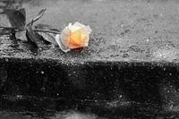 Lost Rose