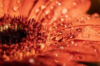 Flower with drops in bokeh