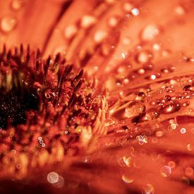 Flower with drops in bokeh by Greet Thijs