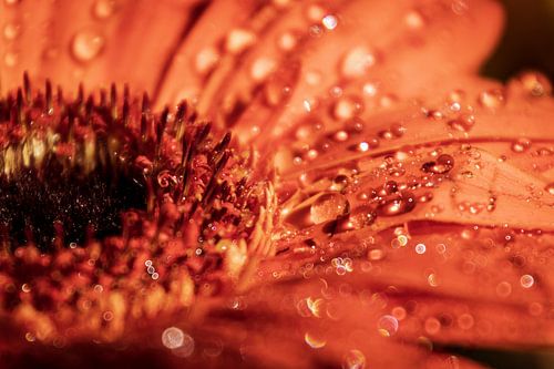 Flower with drops in bokeh
