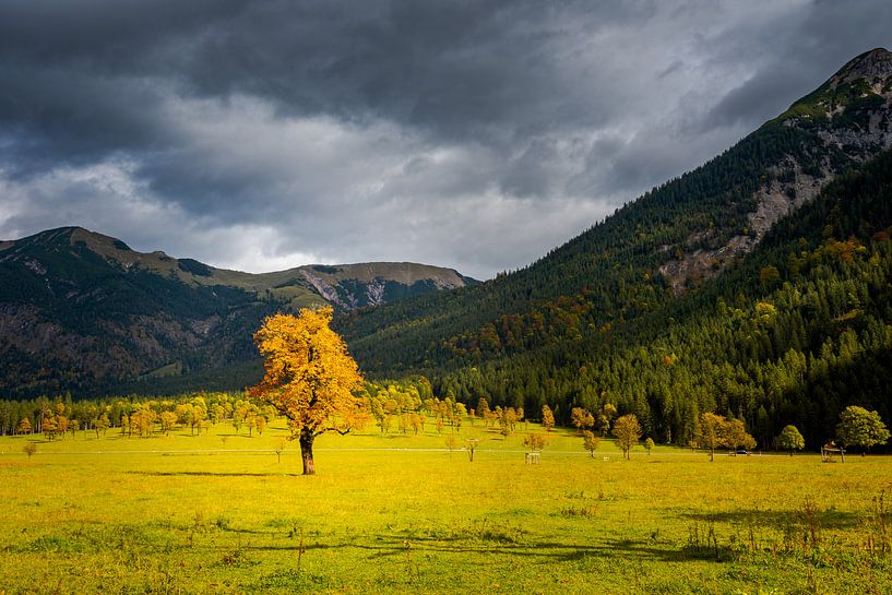 Érable à Grosser Ahornboden en Autriche en automne avec des nuages d'orageAhronier à Grosser Ahornbo par Robert Ruidl