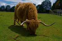 Schotse hooglander