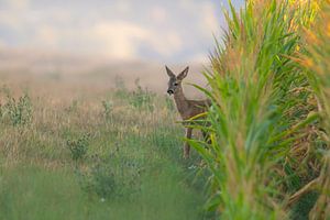 Junger Rehbock schaut aus einem Maisfeld von Mario Plechaty Photography