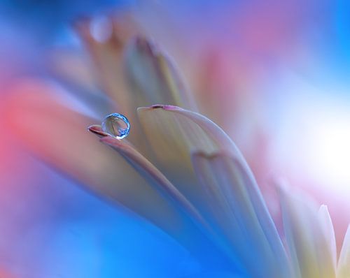 Touch Me Softly ..., Juliana Nan sur 1x