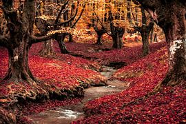 La rivière au pays des merveilles sur Lars van de Goor