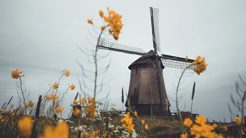 Moulins néerlandais par Delano Balten