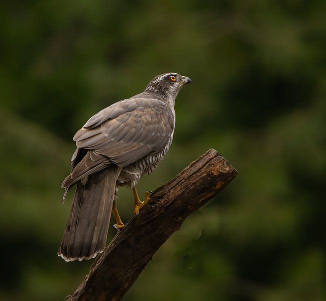 The hawk. by Wouter Van der Zwan