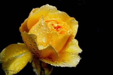 Gouttes d'eau sur une rose sur Roebie's-Fotografie