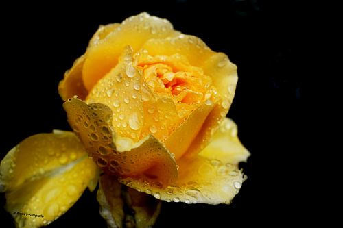 Water drops on a rose