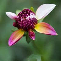 Dahlia