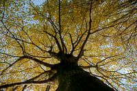 großer Baum in Herbstfarben